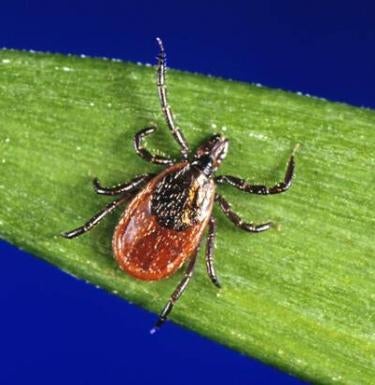 CDC report: Tick-borne illness babesiosis on rise in Northeast