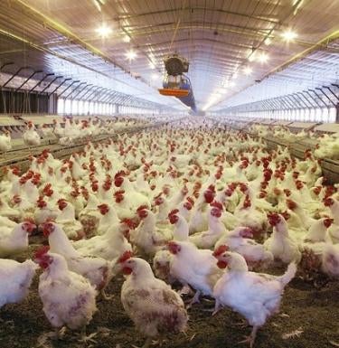 U.S. animal industries pose disease risks to people, report says